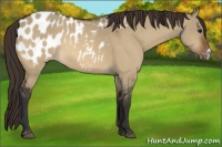 Horse Color:Bay Dun Appaloosa 