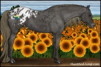 Horse Color:Smoky Black Appaloosa 