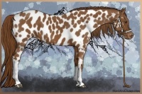Horse Color:Chestnut Appaloosa 