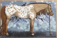 Horse Color:Red Dun Appaloosa 
