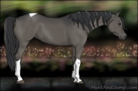 Horse Color:Black Tobiano
