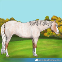 Horse Color:Silver Sable Champagne Roan Splash 