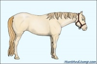 Horse Color:Smoky Black Pearl 