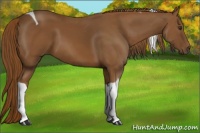 Horse Color:Chestnut Tobiano