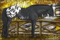 Horse Color:Black Splash Appaloosa 