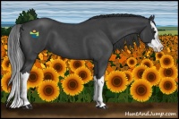 Horse Color:Blue Roan Splash 