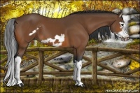 Horse Color:Bay Splash Frame 