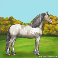 Horse Color:White Spotted Liver Red Dun Sabino Brindle 