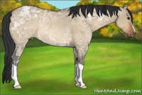 Horse Color:Brown Ice Dun Rabicano 