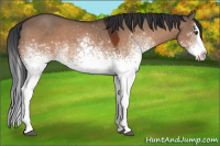 Horse Color:White Spotted Brown Dun Splash