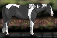 Horse Color:Black Splash Tobiano 
