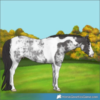 Horse Color:Smoky Black Ice Tobiano 