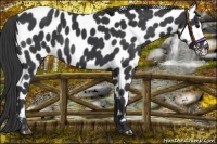 Horse Color:Black Appaloosa 