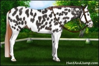Horse Color:Liver Chestnut Splash Appaloosa 