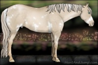 Horse Color:White Spotted Chocolate Palomino Pearl Rabicano 
