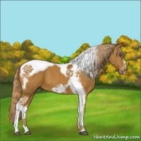 Horse Color:Chestnut Tobiano Frame