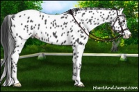 Horse Color:Blue Roan Appaloosa 