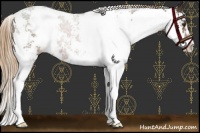Horse Color:Liver Chestnut Sabino 