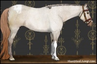 Horse Color:Liver Red Dun Appaloosa 