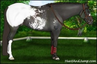 Horse Color:Liver Chestnut Appaloosa 
