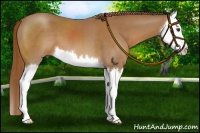 Horse Color:Chestnut Splash 