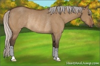 Horse Color:Silver Bay Dun Rabicano 