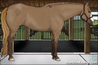 Horse Color:Liver Red Dun 