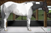 Horse Color:Brown Tobiano 