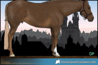 Horse Color:Chocolate Palomino 