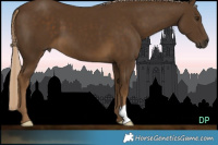 Horse Color:Chocolate Palomino 