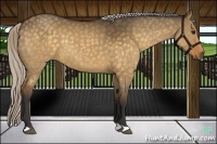 Horse Color:Silver Buckskin Dun