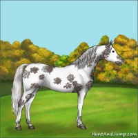 Horse Color:Silver Black Splash