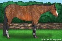 Horse Color:Bay  and Bay 