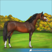 Horse Color:Brown 