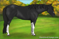 Horse Color:Gray Black 