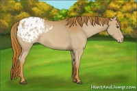 Horse Color:Chestnut Appaloosa 