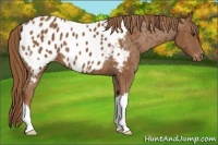 Horse Color:Chestnut Near Leopard 