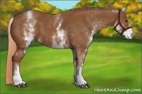 Horse Color:White Spotted Chestnut Sabino 