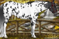 Horse Color:White Spotted Black Appaloosa