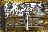 Horse Color:Black Appaloosa