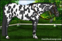 Horse Color:Black Near Leopard 