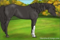 Horse Color:Smoky Black