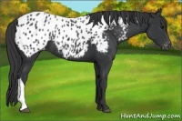 Horse Color:Black Appaloosa 