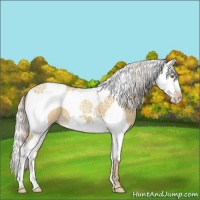 Horse Color:Silver Classic Champagne Dun Splash Tobiano 