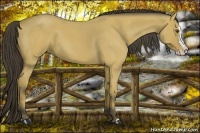 Horse Color:Buckskin Roan Splash 