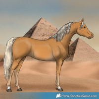Horse Color:Palomino 