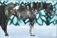 Horse Color:White Spotted Black 