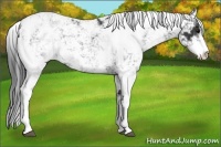 Horse Color:Black Sabino 