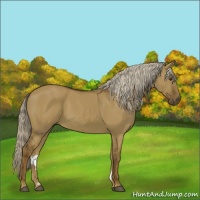 Horse Color:Chocolate Palomino Dun 