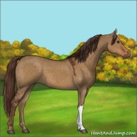 Horse Color:Liver Red Dun 